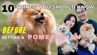 10 Things You Should Know Before Getting a Pomeranian | New Puppy Tips