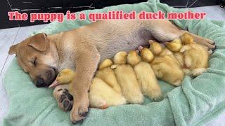 So funny cute animal !The kitten took the duckling home and gave it to the puppy to take care of