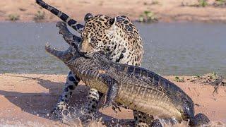 Ягуар – король джунглей! Охотник на крокодилов и главный хищник Америки!