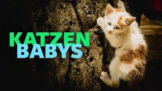 Katzenbabys (komplette Doku über Katzen | Natur Doku | Haustier Doku | junge Katzen aufziehen)