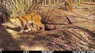 Naliboki forest. Netry. Lynx family visiting a badger neighbor.