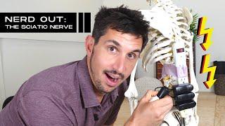 What IS the Sciatic Nerve, and What Does it DO??