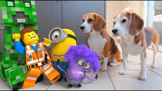 Animations in REAL LIFE vs Funny Dogs  | Minions - Minecraft - LEGO