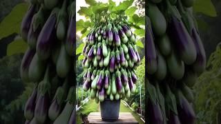 #gardening #garden #vegetables #agriculture #farming #satisfying #fruiting #fruit