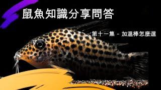 鼠博館：鼠魚知識分享問答   -第十一集-  鼠魚要加溫嗎？加溫棒怎麼選?