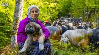 Dağlardaki Kız ve Ailesinin Köy Hayatı-Medeniyetten Uzak Huzurlu Bir Yaşam| Belgesel-4K