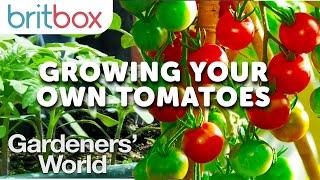 Growing Your Own Tomatoes With Monty Don | Gardeners' World