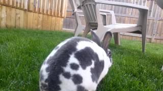 Funny bunny mouth