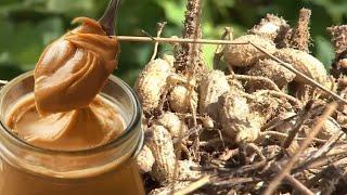 Peanut Butter Amazing Making Process , modern Peanut Harvesting , peeling , processing , butter