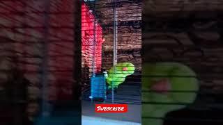 #shorts #youtubeshorts #parrot #myparrots #talkingparrot