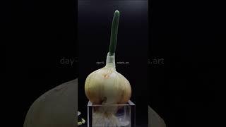Time lapse growing onion #experiment #growing