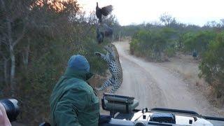 Surprise Leopard Hunt In Front Of Safari Jeep