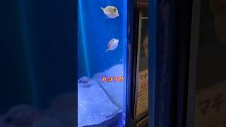 【ハコフグ】 和歌山観光 魚の動画 #shorts