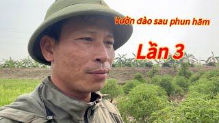 Đào Tết - Cây đào sau phun hãm lần 3 Phun tiếp lần 4 - Vườn Nhà Bon (p106 )#daotet #vuonnhabon