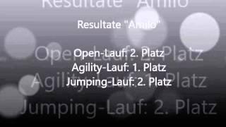 Agility-Meeting vom 17.01.2016 "Bella, Shuba & Amilo"