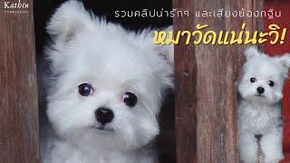 หมาวัดแน่นะวิ  |Kathin #ปอมผสมชิวาว่ามอลทีส