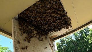 MASSIVE BEEHIVE  Found In An Apartment               by YappyBeeman (TM)