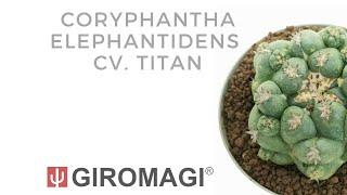 Coryphantha elephantidens cv. Titan