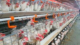 Modern Ultra Chicken Farming - Harvesting 15000  eggs are produced per day