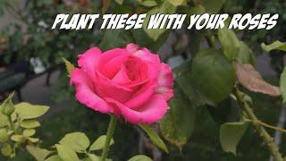 5 Best Companion Plants for Roses - Good Rose Companions