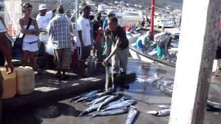 Kalk Bay throwing fish