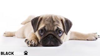 The adorable puppies of PUG