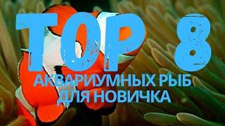 TOP 8 аквариумных рыб для новичка