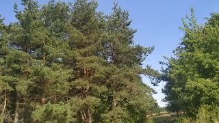 Nature Sounds Forest Sounds Birds Singing / BIRDSONG /VIDEO RELAX /RELAXATION