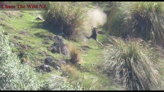 Varminting NZ style! Top 5 epic kills! Long range Wallaby hunting NZ. Slow Motion impacts.