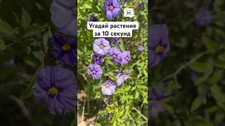 Угадай растение за 10 секунд #цветы #загадки #опасные #растения #ботаника #природа