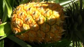 Harvesting pineapple