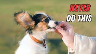 8 Things You Must NEVER Do To Your Papillon