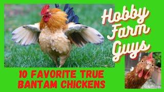 10 Favorite True Bantam Chicken Breeds