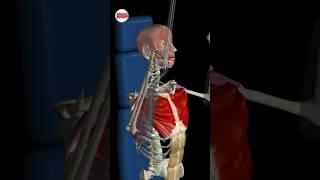 Unveiling the Science Behind Muscle Growth! #PecDeckFly #muscleandmotion