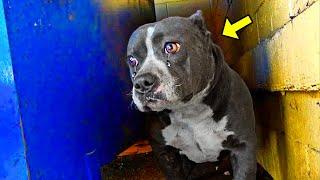 UNWANTED Pit Bull Was Thrown Out Of The House. What It Did Next Will Shock You!