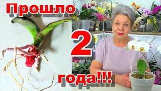 Daria, RESPOND!!! I saved your orchid and it has already bloomed! But, 2 years have passed...