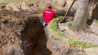 Preparing to Transplant a Huge Live Oak Tree/Transplanting Large Trees and Palms in Florida