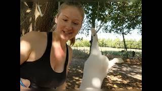 Using a straw to help skin a domestic rabbit