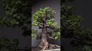 My 20 years old jade Bonsai Tree #shorts #bonsaitree #bonsai #jadebonsai