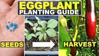 Paano magtanim ng talong?|Eggplant planting guide|Eggplant from seeds to harvest|FoodGardenPh