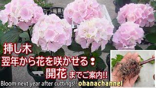 【アジサイ】挿し木翌年から花が咲く！挿し木開始から翌年の開花まで、成功のポイントを一気見！[Hydrangea] How to bloom from the next year of cuttings