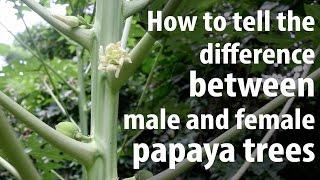 How to Tell The Difference Between Male and Female Papaya Trees