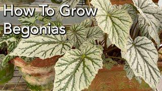 How To Grow Begonias - Plant  Care- Light, Watering & Fertiliser for all types of Begonias.