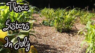 THREE SISTERS In July - Native American Companion Planting, Corn, Beans & Squash