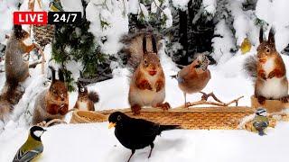 24/7 LIVE CAT TV NO ADS Non-Stop BIRDS and SQUIRRELS in Winter Wonderland