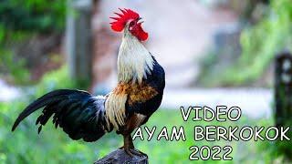 Ayam Berkokok Terbaru 2023