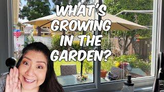 Garden Tour 2024 (Zone 9b Zone 10a) CALIFORNIA GROWN!