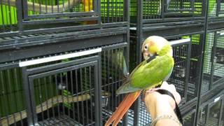 Green Cheek Conure with harness