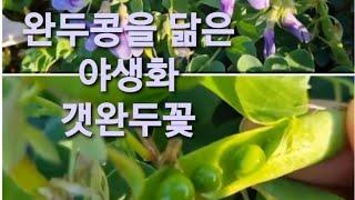 풀솜과 야생화 배우기 갯완두
