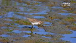 華江雁鴨自然公園  搖擺磯鷸 Common sandpiper